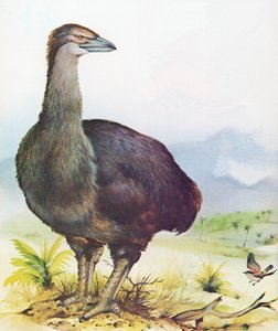 Elephant Bird of Madagaskar